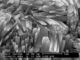 Φυσικό Zeolite Mordenite με το υψηλό πυρίτιο στην αναλογία αλουμίνας για την προστασία του περιβάλλοντος